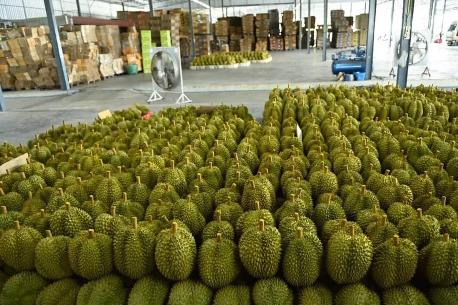 Setor tailandês de durian enfrenta tempestade perfeita com safra recorde e grave escassez de mão de obra