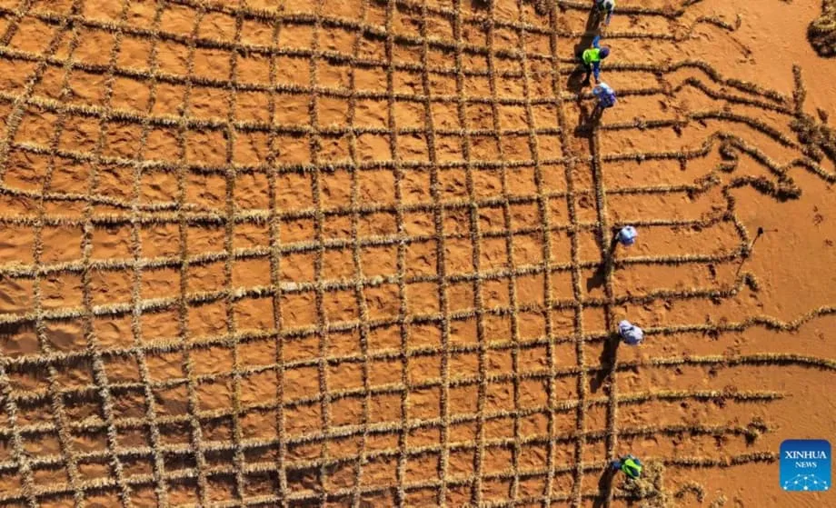 China desenvolve técnica microbiana que transforma areia do deserto em solo fértil em menos de um ano