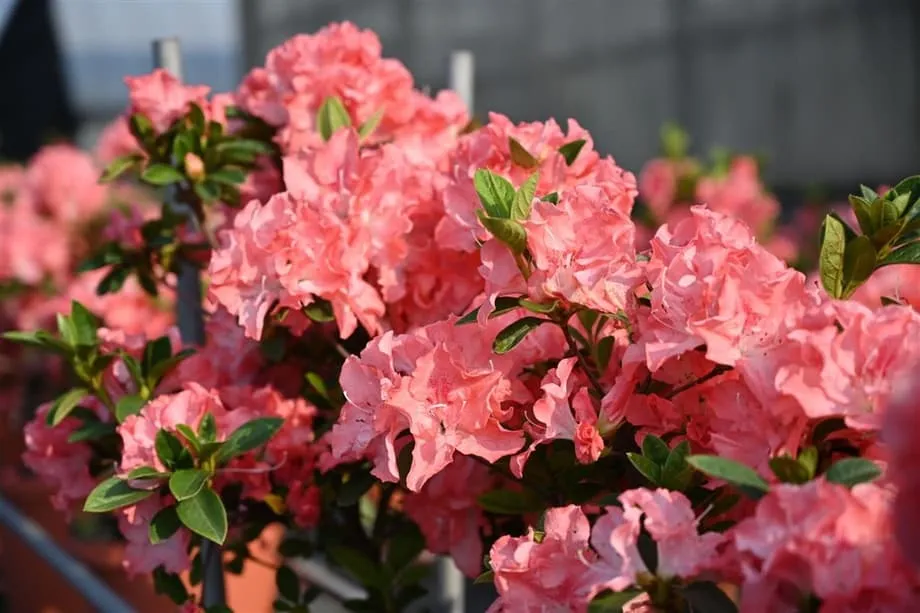 Taipei se prepara para espetáculo da primavera com a abertura do Festival das Azaleias de 2026, que terá 200 mil flores
