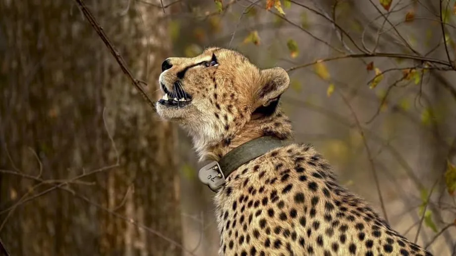 Projeto Guepardo em uma Encruzilhada: cientistas pedem o fim das importações em meio a crescentes preocupações com o habitat