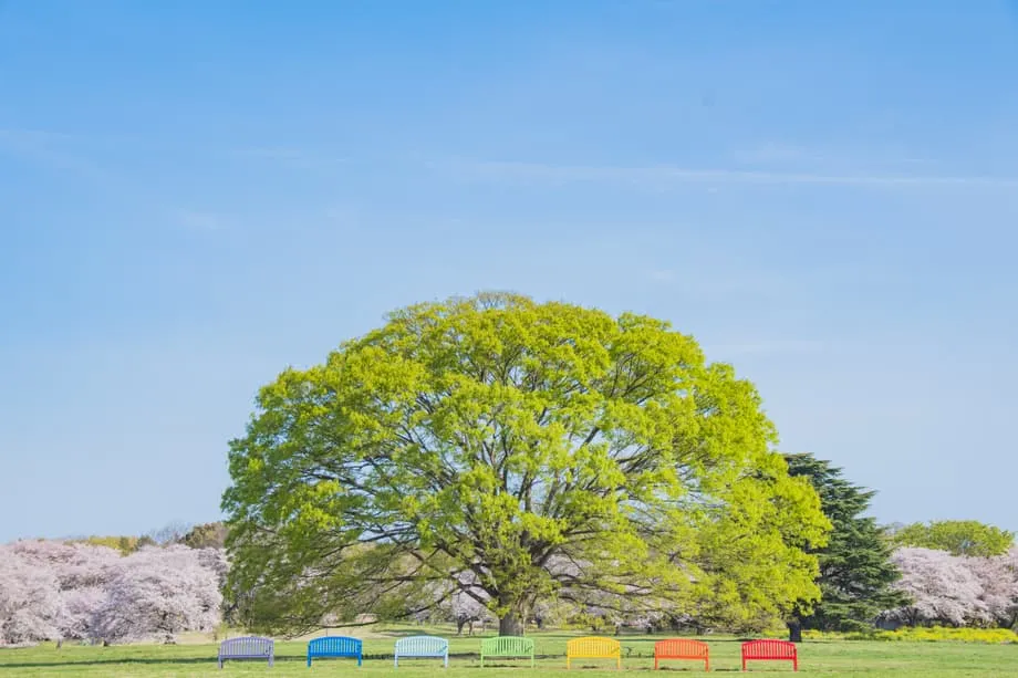 Oásis de primavera escondido em Tóquio: Festival das Flores 2026 do Parque Showa Kinen transforma antigo campo de aviação em um paraíso floral