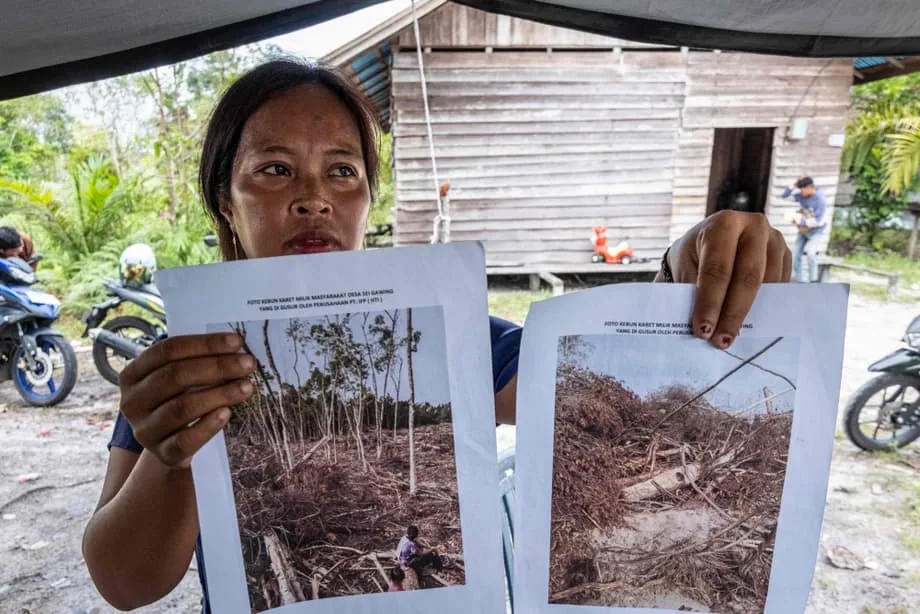 Gigante farmacêutica rompe relações após investigação ligar embalagens neutras em carbono à destruição de habitat de orangotangos