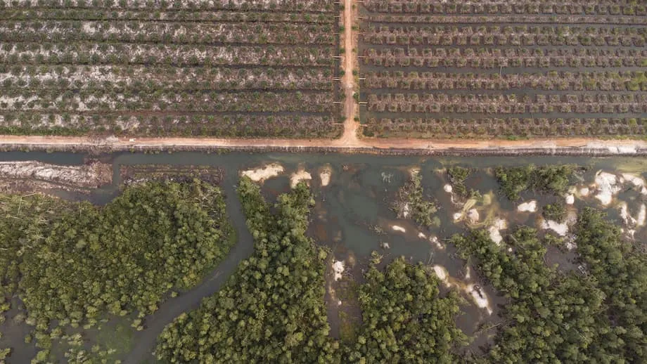 A crise dos crocodilos na Indonésia: como a mineração de estanho para smartphones alimenta conflitos mortais entre humanos e animais selvagens