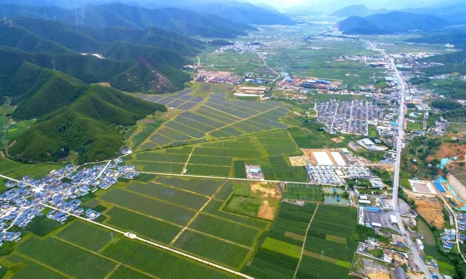A revolução dos mirtilos na China: como a província de Yunnan transformou um produto importado de luxo em uma potência global de exportação
