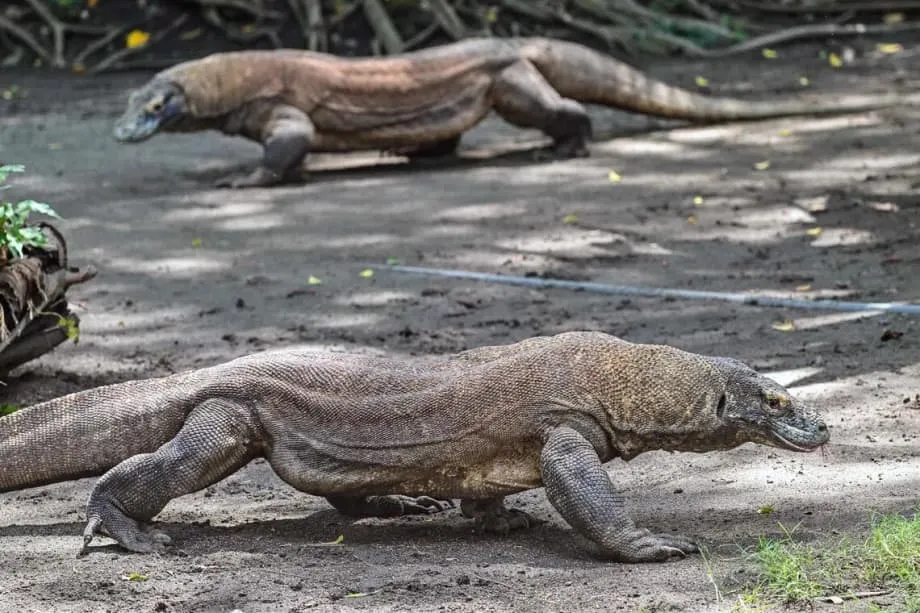 Diplomacia dos dragões: Indonésia empresta dragões-de-komodo ao Japão em acordo histórico de conservação
