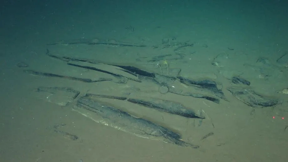 Cientistas descobrem o maior e mais profundo cemitério de baleias do Oceano Índico, com fósseis de 5,3 milhões de anos