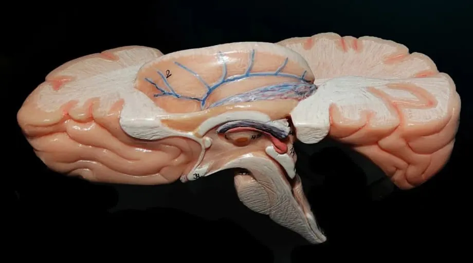 Cientistas indianos apresentam o ANCHOR, o atlas 3D mais detalhado do mundo do tronco encefálico humano