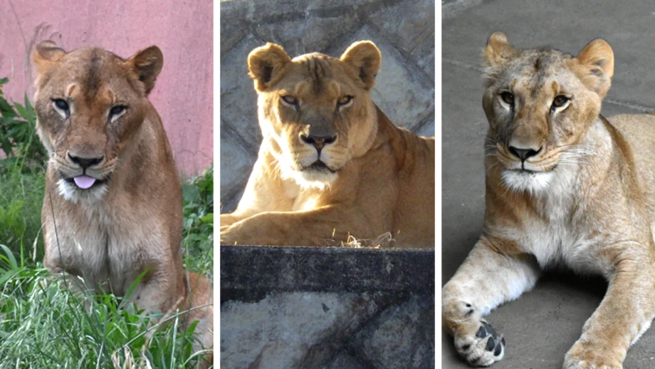 Três leoas morrem em zoológico de Tóquio em meio a onda de calor recorde