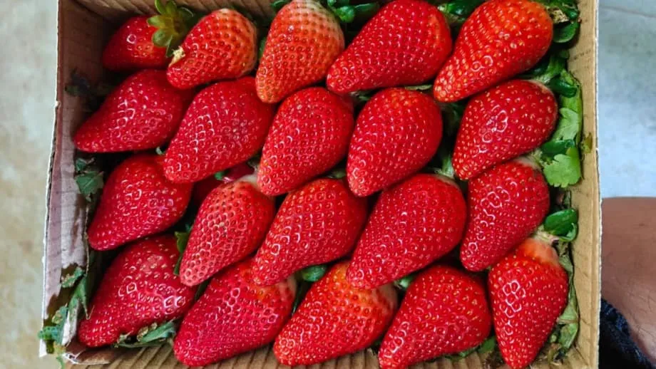 Índia busca independência na produção de morangos com melhoramento genético local e tecnologia