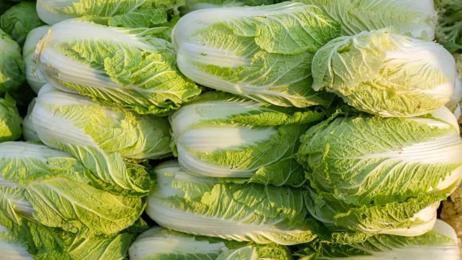 China investiga uso ilegal de formaldeído em repolhos em meio ao aumento da preocupação regional com a segurança alimentar