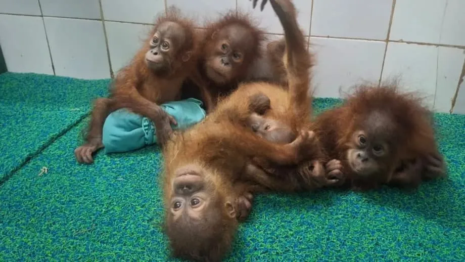 Cinco filhotes de orangotango são encontrados em floresta de Odisha, e Índia investiga possível rota de tráfico
