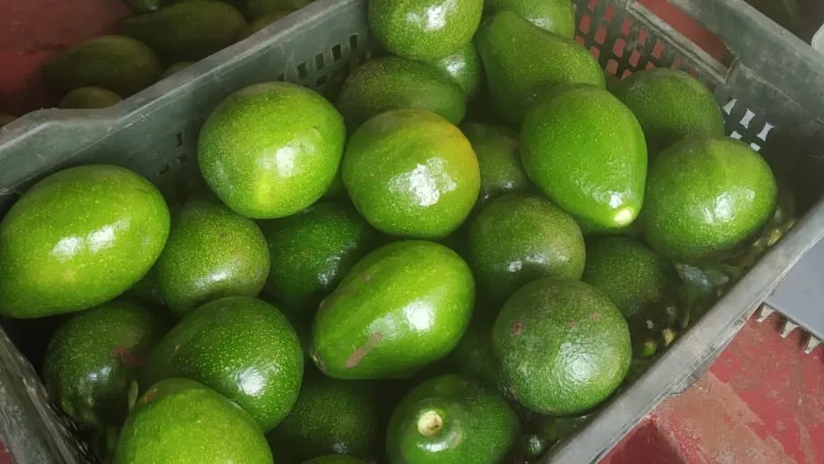 De fruta de cachorro a queridinho: como o mercado de abacate está criando raízes na Índia