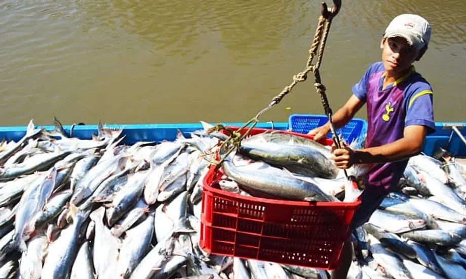 Vietnã sobe para se tornar o terceiro maior fornecedor de frutos do mar de Singapura