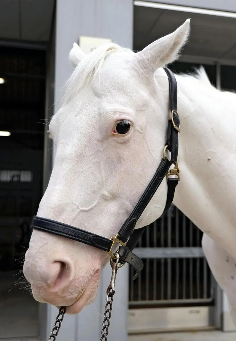 Das pistas de corrida às funções reais: a família imperial do Japão e os cavalos em sua segunda carreira