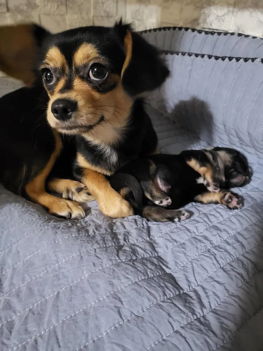 Das ruas de Seul a uma segunda chance: a história de uma chihuahua revela a crise de resgate de animais na Coreia do Sul