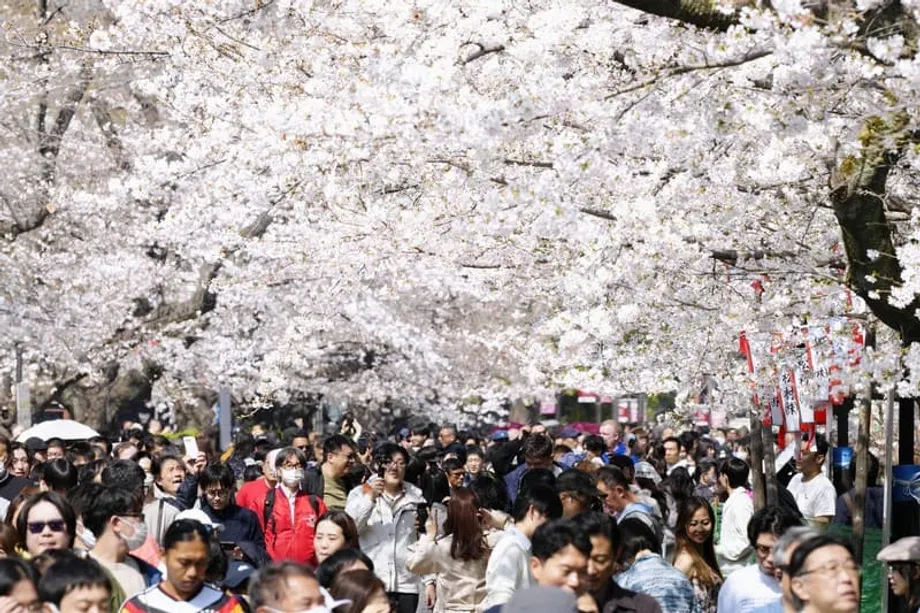 Flores de cerejeira em Tóquio atingem o pico da floração três dias antes do previsto, com a chegada antecipada da primavera