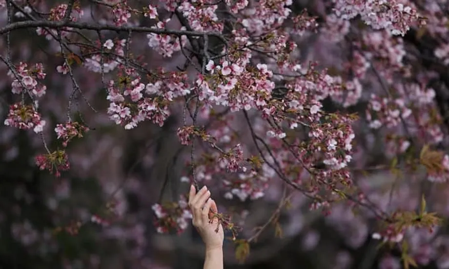 A alta dos preços lança sombra sobre a icônica temporada de hanami no Japão