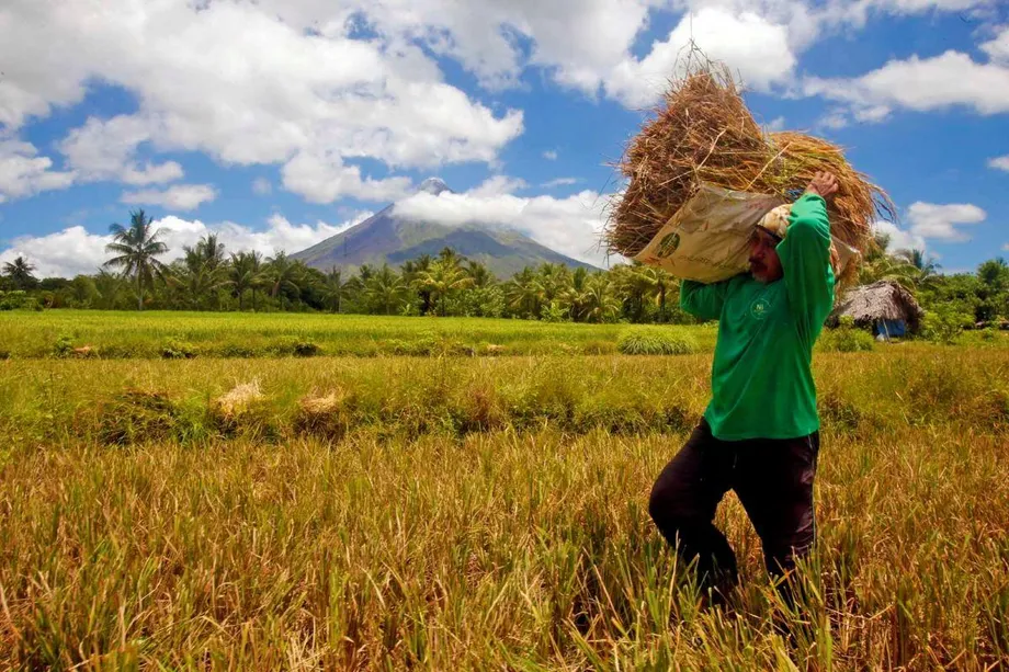 Philippine Palay Forecast Falls 17.2% as Smaller Harvest Area Cuts Rice Output