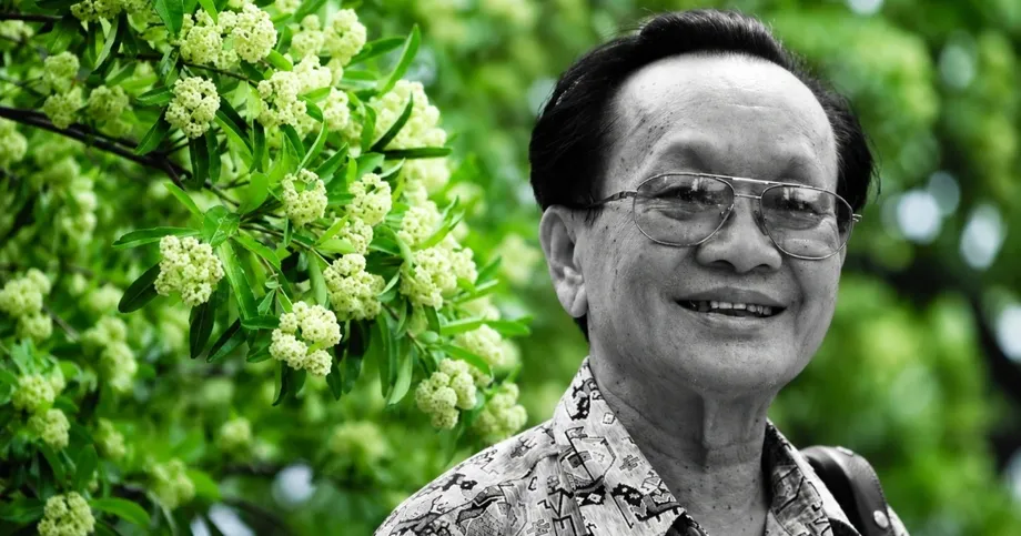 Hồng Đăng's Hoa sữa Returns to Attention as Hanoi Debates Its Autumn Scent