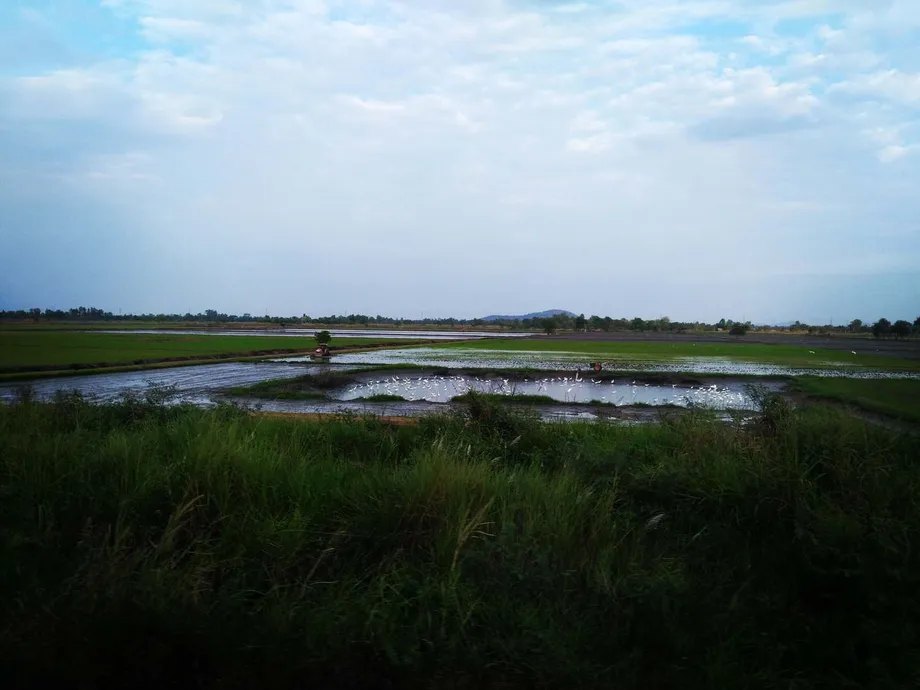 Thailand Approves 58.9 Billion Baht Rice Support Package as Separate Farmer Payments Await Review