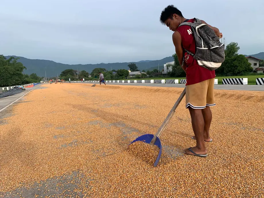 Marcos Raises Corn Import Quota to 500,000 Tons as Farmers Warn of Income Losses