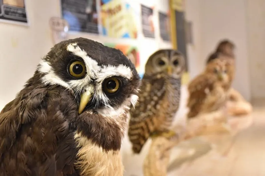 Cafés de animais silvestres sob pressão no Japão: bactérias ocultas, risco de ferimentos e vínculos com o comércio ilegal