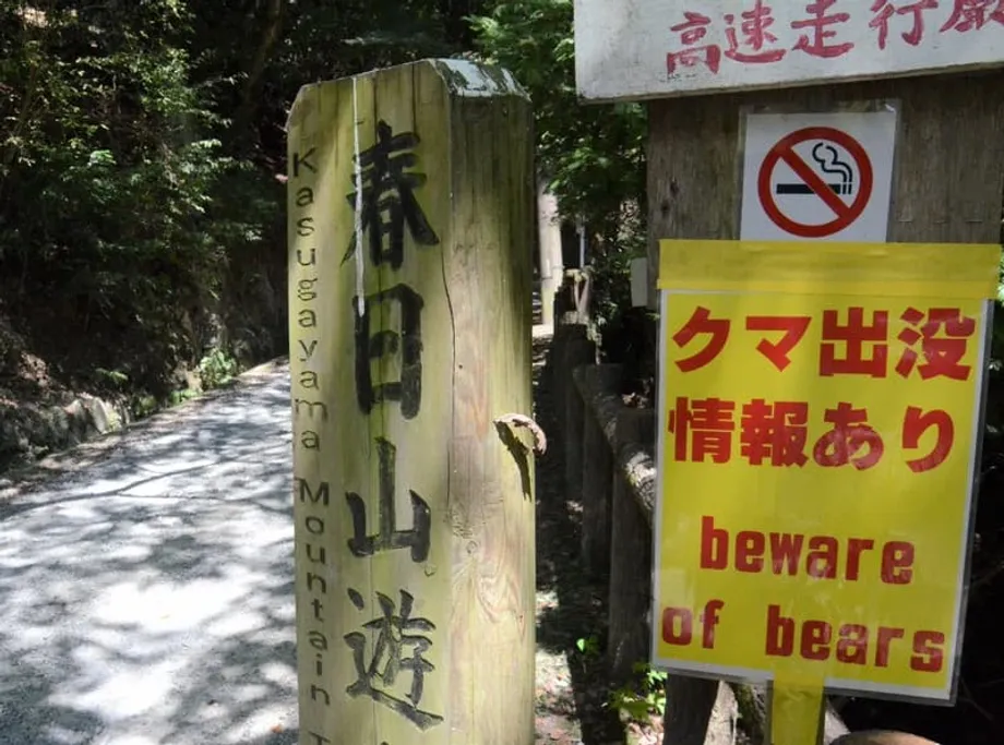 Encontros com ursos aumentam no Japão durante o auge da temporada de caminhadas no outono